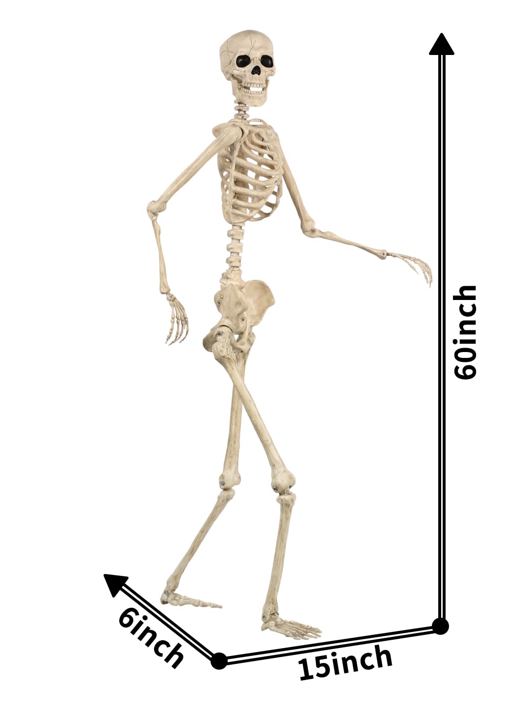 Life Size Posable Skeleton with Movable Joints B3506