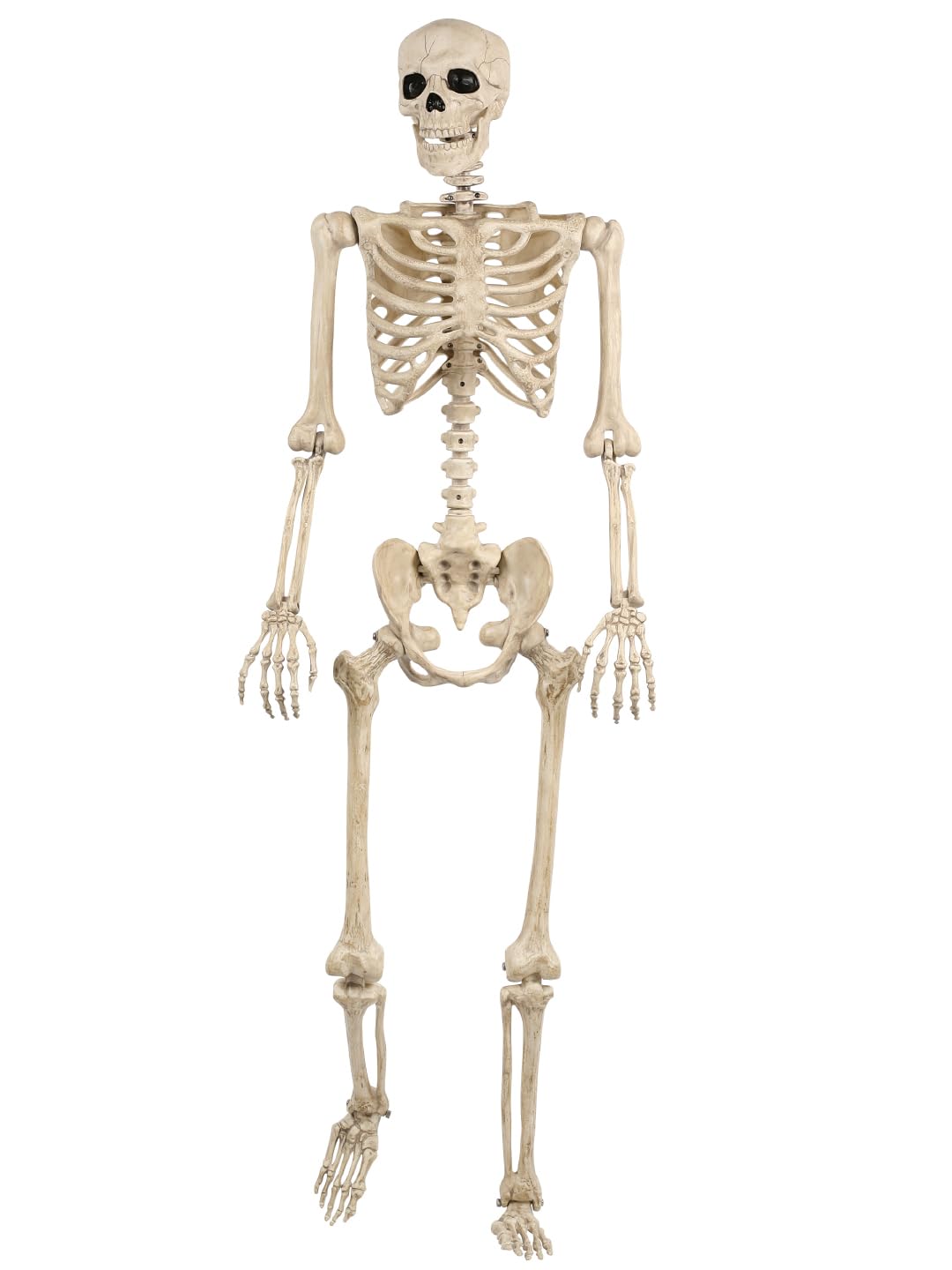 Life Size Posable Skeleton with Movable Joints B3506