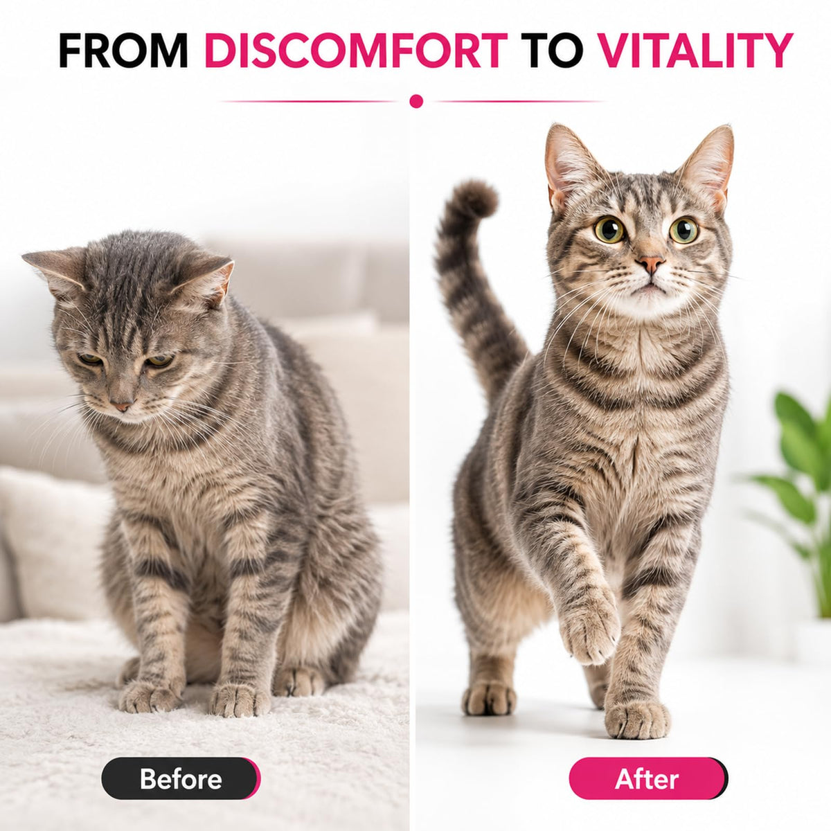 Liquid Dewormer for Cats 100 mg/mL Oral Suspension Y9905