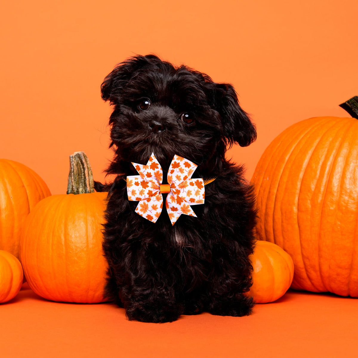 80 Pcs Fall Bow Ties for Dogs&Cats W392