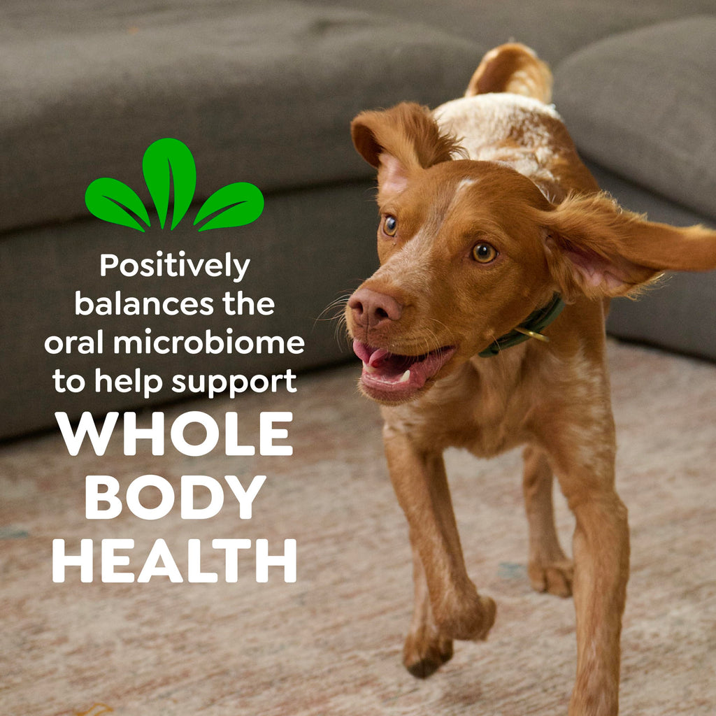 Natural Dental Dog Treats Fresh Mint Flavor 12 Count D43002