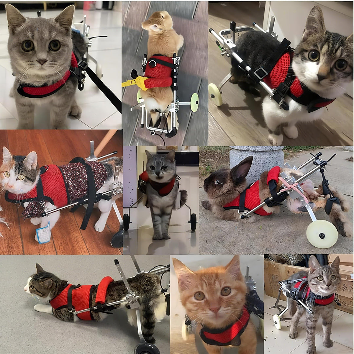 Adjustable 2 Wheels Pet Wheelchair J520